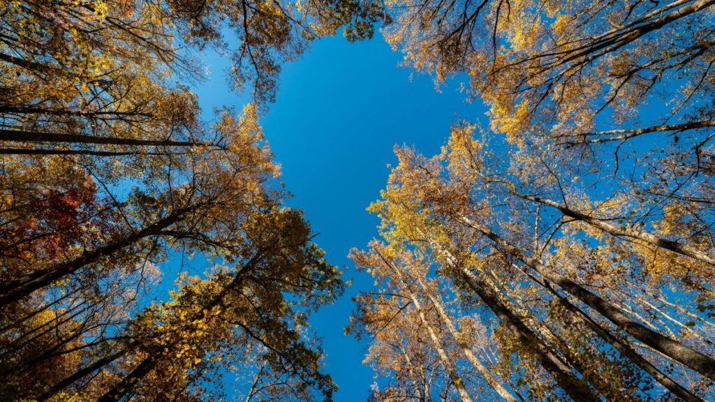 How Nepal Snapchat bloggers can collaborate with Turkey advertisers in 2025