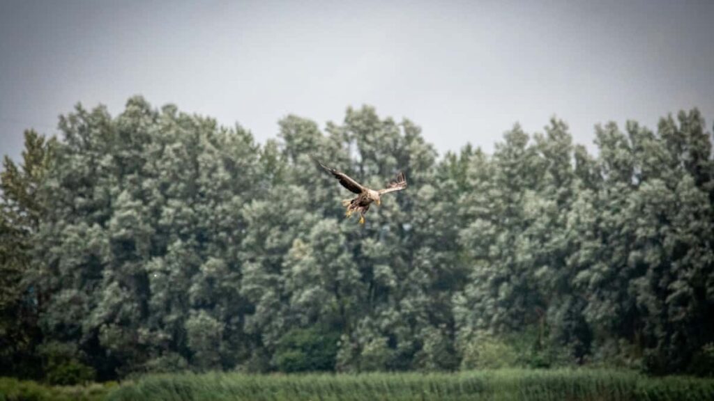 How Nepal WhatsApp bloggers can collaborate with Canada advertisers in 2025