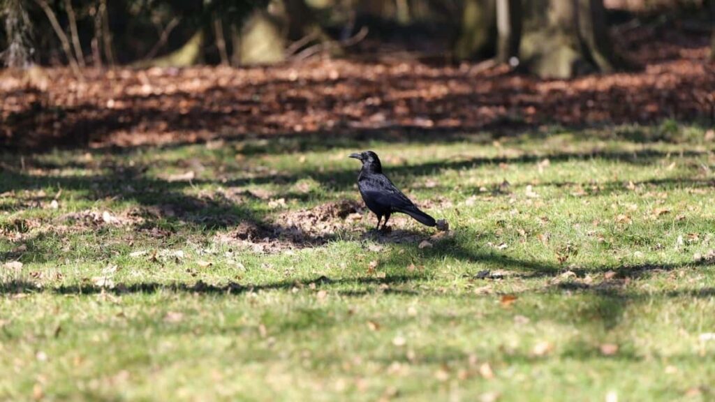 Nepal Instagram bloggers can collaborate with Pakistan advertisers in 2025