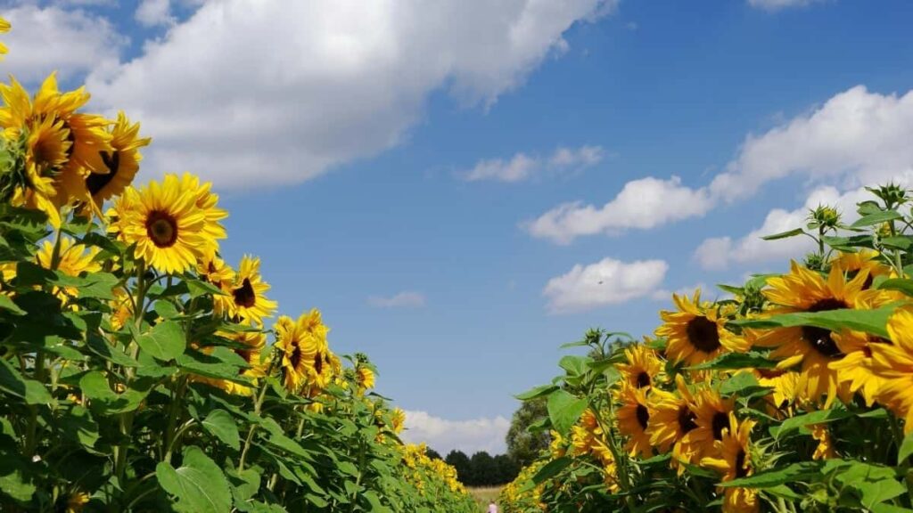 2025 Russia Snapchat AllCategory Advertising Rate Card नेपालका लागि