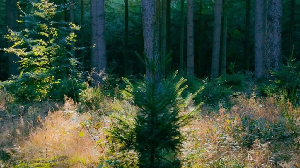 2025 United Arab Emirates Instagram AllCategory Advertising Rate Card Nepal Guide