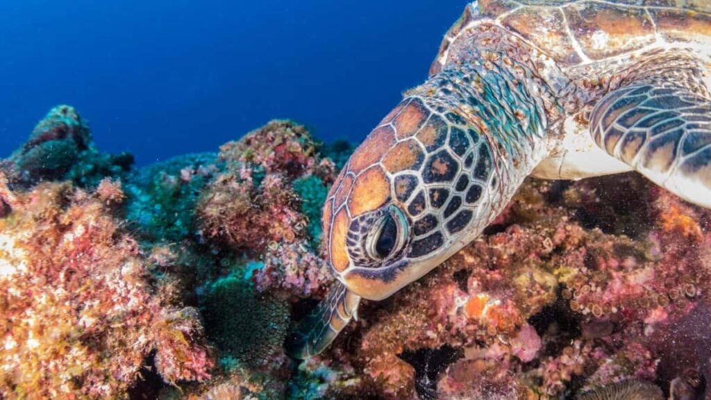 2025 India Pinterest सबै श्रेणी विज्ञापन दर नेपालका लागि