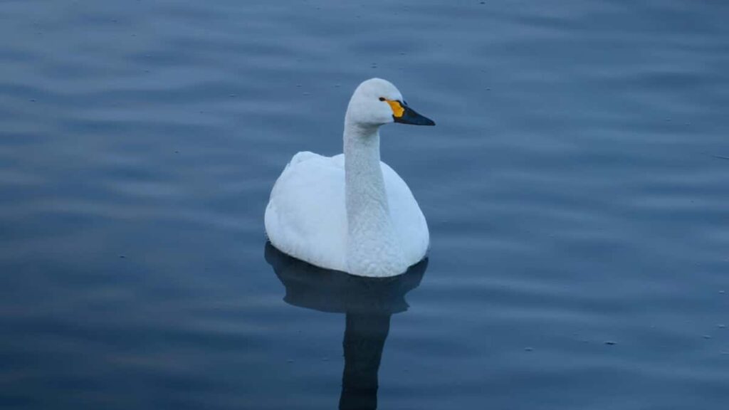 2025 संयुक्त राज्य अमेरिका युट्युब विज्ञापन दर तालिका नेपालका लागि