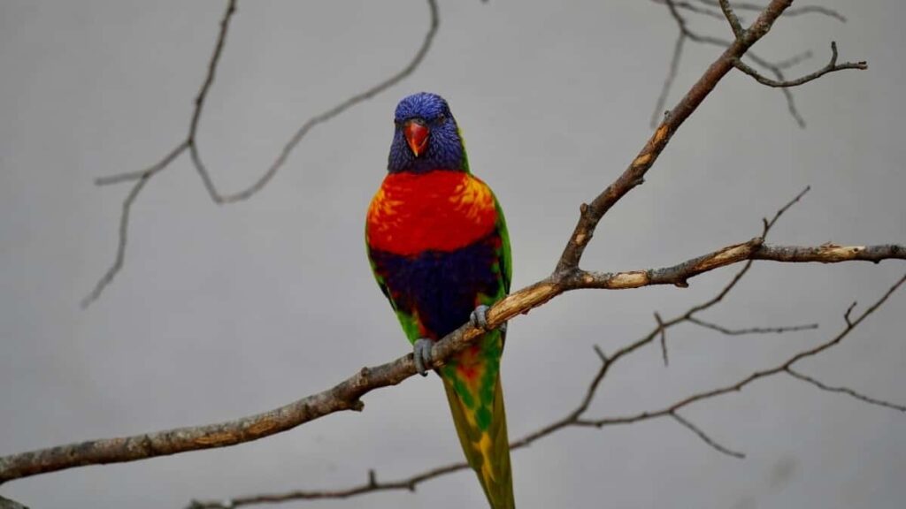 2025 Belgium Telegram सबै वर्गको विज्ञापन दर तालिका नेपालका लागि