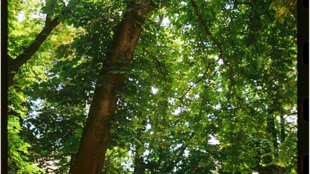 2025 Italy Telegram सबै वर्ग विज्ञापन दर तालिका नेपालका लागि