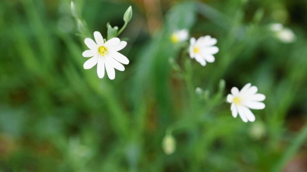 2025 France WhatsApp सबै वर्गका विज्ञापन दर नेपालका लागि