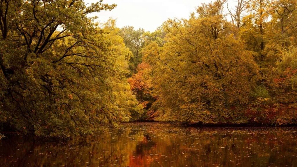 2025 Australia Instagram सबै वर्गको विज्ञापन दर तालिका नेपालका लागि