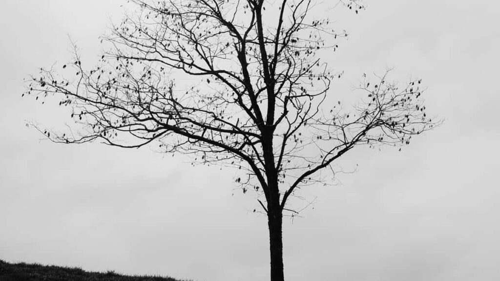 2025 France Telegram सबै वर्ग विज्ञापन दर तालिका नेपालका लागि