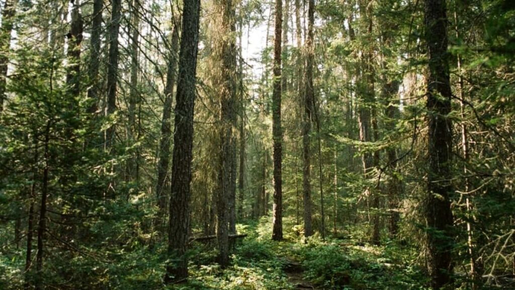 २०२५ भारत स्न्यापच्याट सबै वर्गको विज्ञापन दर तालिका