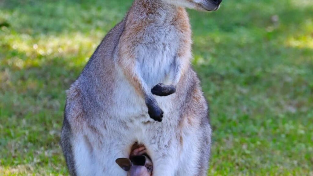 2025 बेल्जियम लिंक्डइन विज्ञापन दर नेपाल बजार लागि