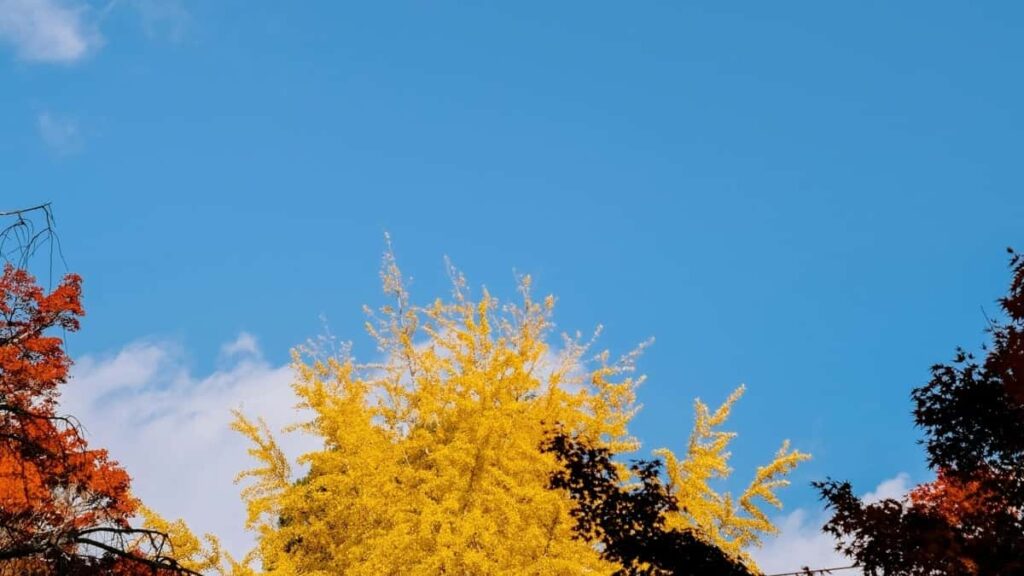 2025 Netherlands Snapchat सबै वर्गको विज्ञापन दर कार्ड नेपालका लागि