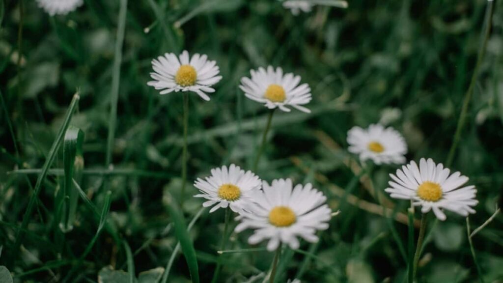 2025 Vietnam WhatsApp सबै-क्याटेगोरी विज्ञापन दर कार्ड नेपालका लागि