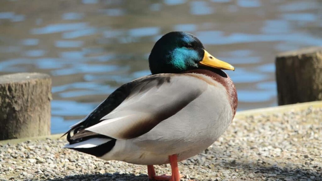 2025 Brazil WhatsApp सबै वर्ग विज्ञापन दर तालिका नेपालका लागि