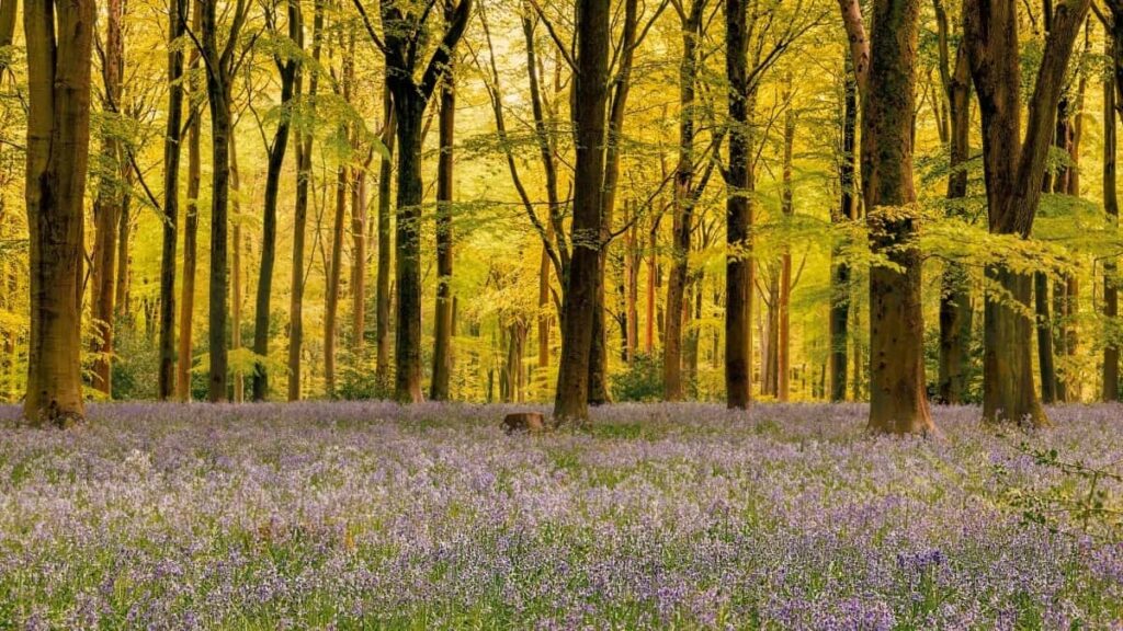 2025 Vietnam YouTube सबै श्रेणी विज्ञापन दर नेपालका लागि