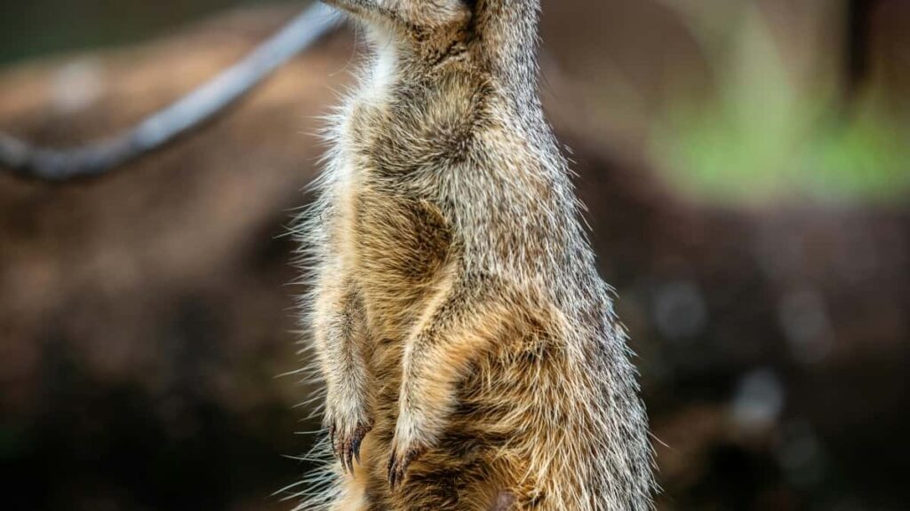 २०२५ सिंगापुर पिन्टरेस्ट विज्ञापन दरहरू नेपालका लागि