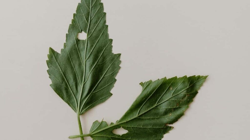 2025 United Kingdom Instagram सबै वर्ग विज्ञापन दर नेपालका लागि