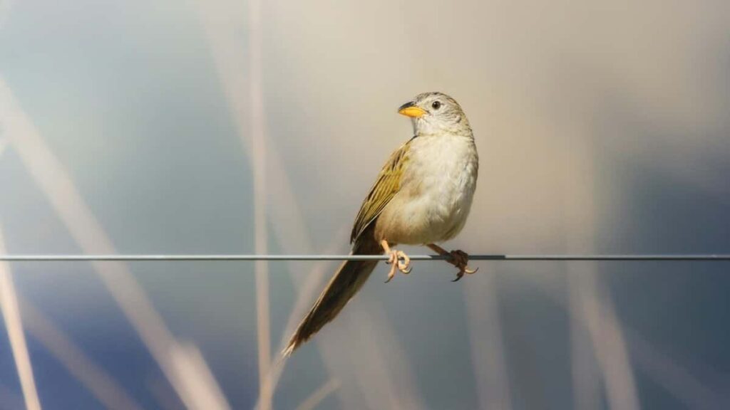 २०२५ ब्राजिल युट्युब विज्ञापन दर नेपालका लागि मार्गदर्शन