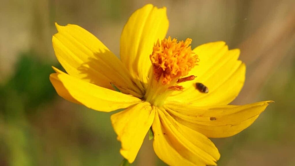 2025 Saudi Arabia LinkedIn विज्ञापन दर नेपाल विज्ञापनदाताहरूका लागि