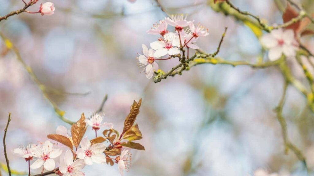 २०२५ संयुक्त अरब एमिरेट्स इन्स्टाग्राम विज्ञापन दर सूची नेपालका लागि