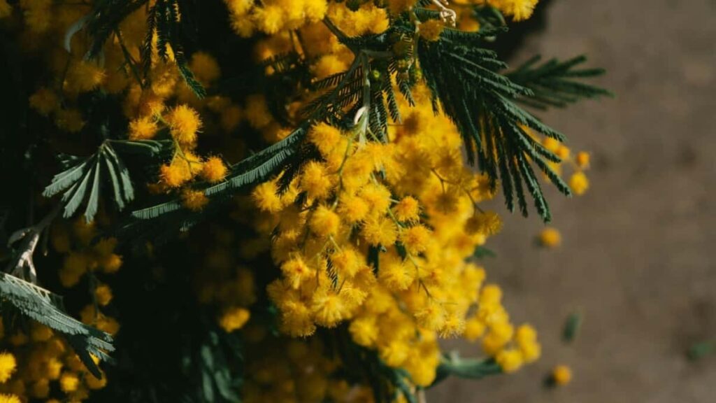 2025 Singapore Snapchat सबै वर्गको विज्ञापन दर नेपाल बजारका लागि