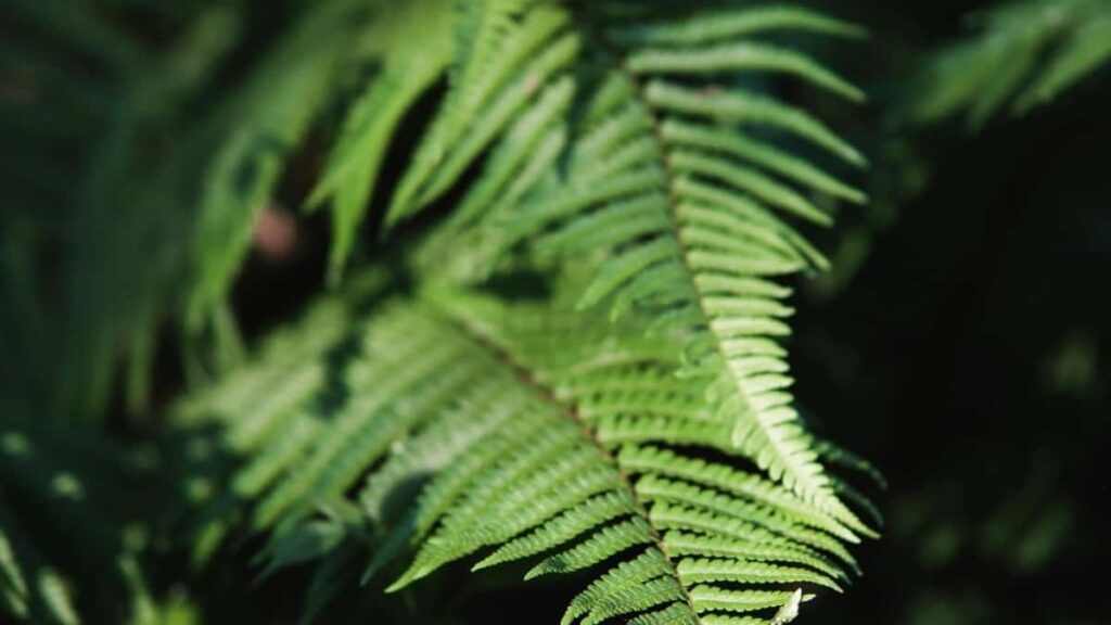 2025 India Pinterest सबै श्रेणी विज्ञापन दर तालिका नेपाल लागि