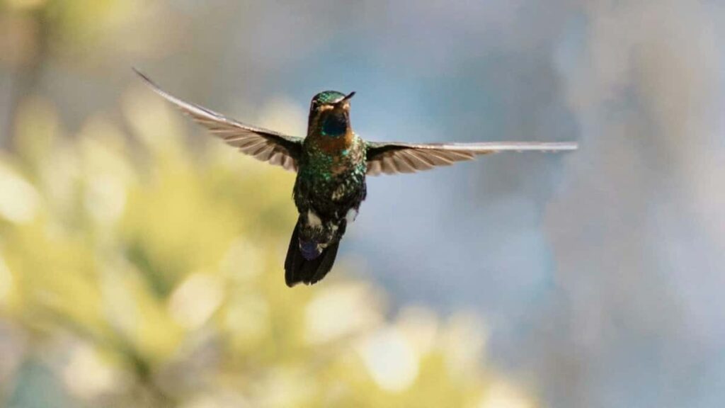 2025 Japan Twitter सबै वर्ग विज्ञापन दर तालिका नेपाल लागि