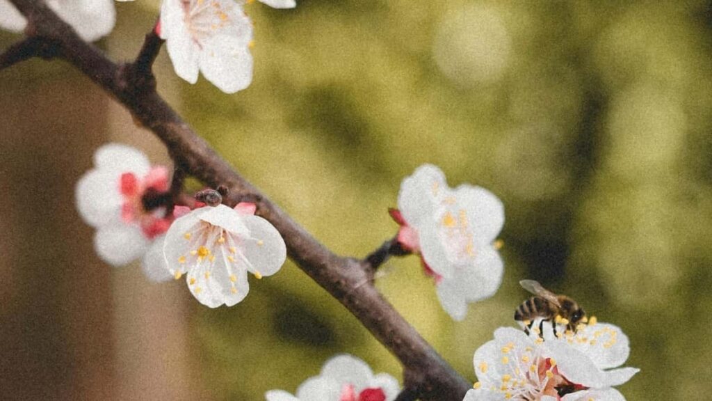 Lazada मा Russia सँगको event collaboration मा कसरी apply गर्ने त? नेपाली creators हरूका लागि practical टिप्स र ट्रेन्डहरू।