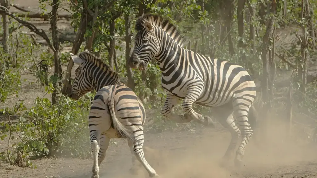 नेपालका क्रिएटरहरूले ट्विटर र कतारमा कसरी आकर्षक भिडियो सामग्री बनाएर फ्यानहरू जोड्ने र सफल हुने?