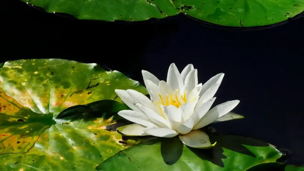 बेल्जियमका Roposo क्रिएटर्स कसरी फेला पार्ने र क्लिन ब्यूटी ब्रान्डको पहुँच कसरी बढाउने नेपालका विज्ञापनदाताहरूका लागि टिप्स।