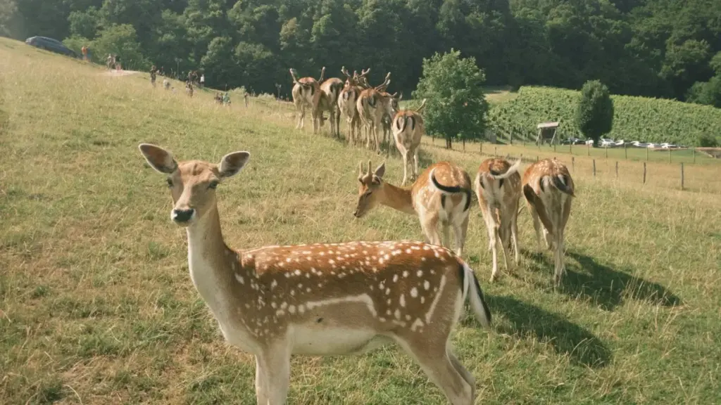 "नेपालका विज्ञापनदाताहरूका लागि सजिलो गाइड: Ecuador मा Shopee क्रिएटरहरू कसरी पत्ता लगाउने, प्रोडक्ट सिडिङ कसरी सेट गर्ने, र रिस्क कम गर्ने व्यावहारिक तरिका।"
