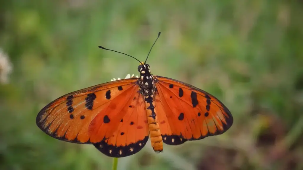 नेपालमा ब्रान्डहरूका लागि: कोलम्बियाका SoundCloud क्रिएटर भेट्ने व्यवहारिक तरिका र ब्रान्ड सेंटिमेन्ट सुधार गर्ने रणनीति।
