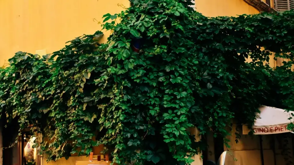 नेपालका विज्ञापनदाताहरूले फ्रान्सका इन्स्टाग्राम क्रिएटर खोजेर प्रभावकारी बिक्री अभियान कसरी सुरु गर्ने?