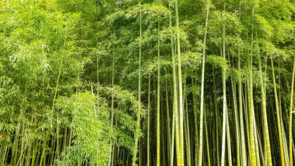 नेपालका विज्ञापनकर्ताका लागि व्यावहारिक गाइड: म्याक्सिकोका Spotify क्रिएटर्स कसरी फेला पार्ने र रियल-लाइफ इभेन्ट भ्लग्समा सहयोग गर्ने — स्टेप-बाइ-स्टेप रणनीति, प्लेटफर्म तुलना र लोकलाइजेसन सुझाव।