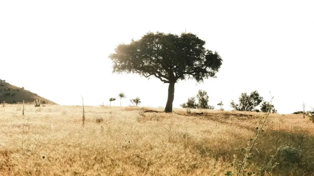 नेपालका क्रिएटरहरूका लागि Reddit बाट साइप्रस ब्रान्डसँग पहुँच र स्पोन्सर विश्वास बनाउने तरिका।