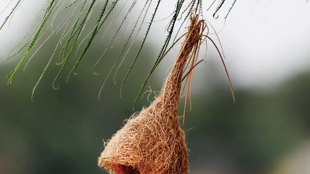 नेपालबाट Singapore Twitter creators भेटेर स्किनकेयर प्रोडक्ट प्रमोट गर्ने स्मार्ट तरिका र रणनीतिहरू।