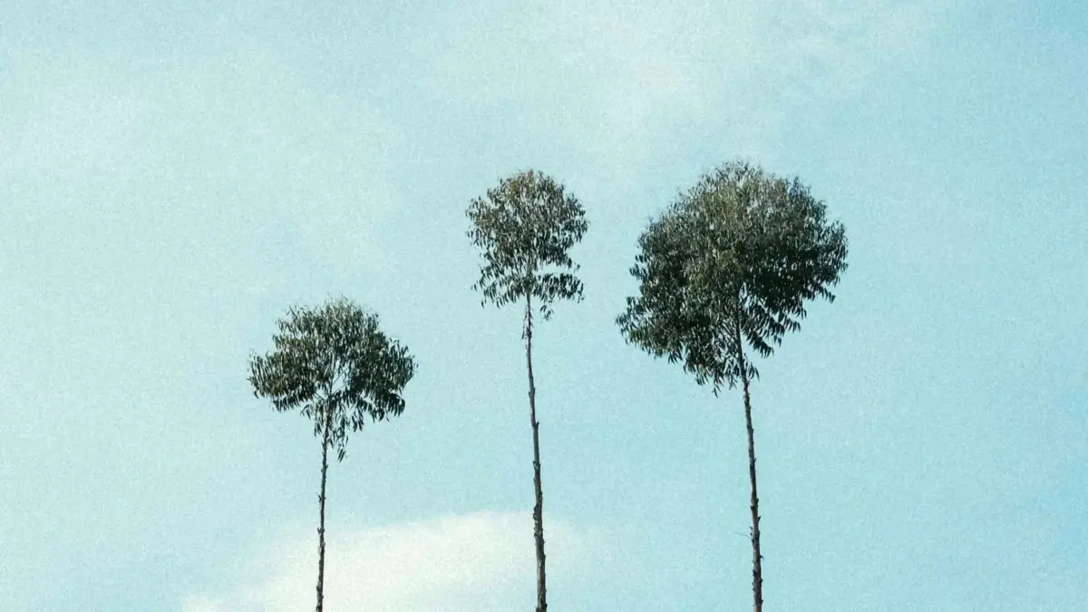 नेपालका क्रिएटरका लागि: साइप्रसका फिटनेस ब्राण्डलाई ट्विटरबाट कसरी पुग्ने?