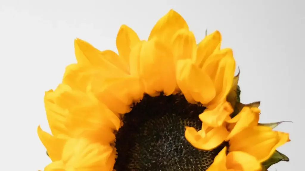 नेपालका क्रिएटर्सका लागि व्यवहारिक गाइड — eBay मार्फत Laos ब्रान्डसम्म कसरी पुग्ने र लाइव ब्रान्ड डेमो सेटअप गर्ने टिप्स।