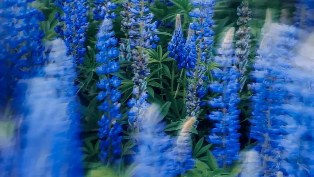 "नेपालबाट क्रिएटरहरूका लागि व्यवहारिक गाइड: Amazon मा रहेका स्लोभेनिया ब्रान्डहरू कसरी फेला पार्ने, सम्पर्क गर्ने र sponsored tools प्रयोग गरेर टिप्स/प्रमोशन साझेदारी गर्ने।"