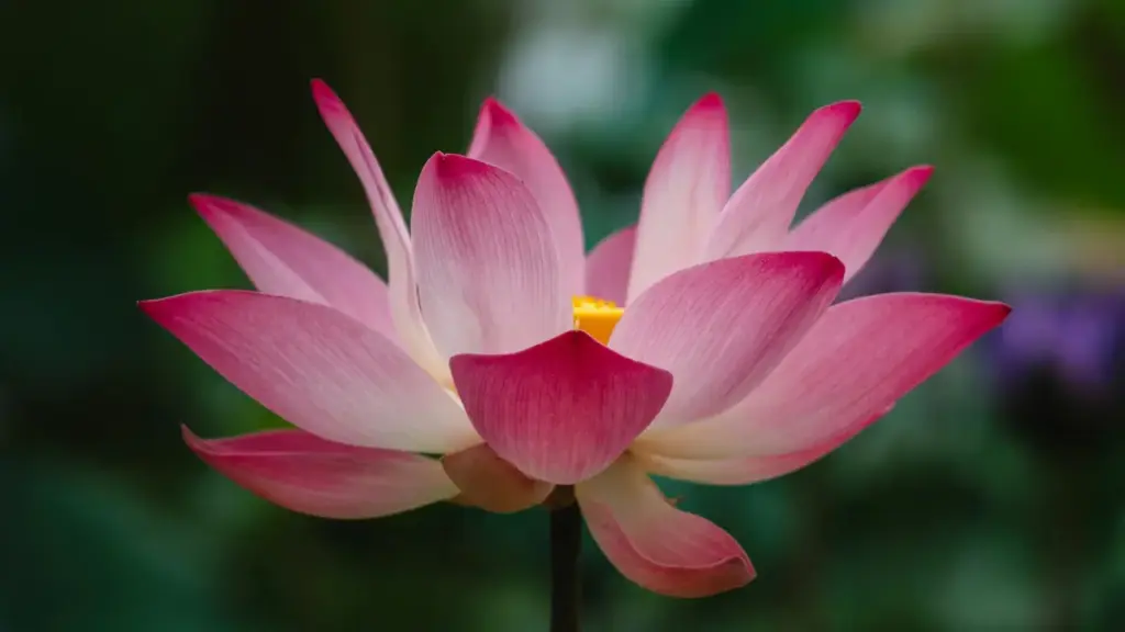 नेपाली एडभरटाइजर्सका लागि क्यानाडा-आधारित Hulu क्रिएटर्स भेट्ने व्यवहारिक गाइड — रणनीति, प्लेटफर्म फरक, र एनगेजमेन्ट-आधारित क्याम्पेनहरू कसरी डिजाइन गर्ने।