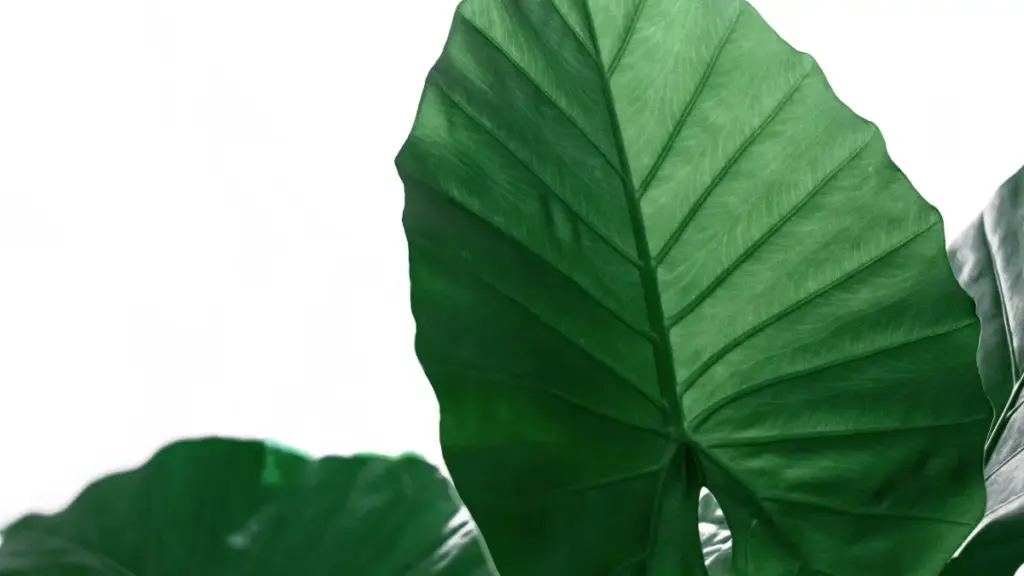 नेपालका ब्रान्ड र मार्केटरहरूको लागि म्यान्मारका Roposo क्रिएटर भेट्टाउने र सानो बजार-परीक्षण गर्ने व्यावहारिक गाइड — कदम, मेट्रिक्स, र जोखिमहरू।