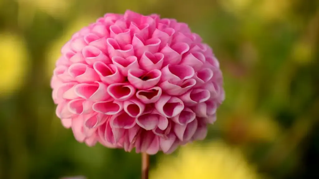 नर्वेका Bilibili क्रिएटर खोज्ने व्यावहारिक गाइड — रणनीति, रिसोर्सहरू, र नेपालबाट चलाउन मिल्ने कदमहरू।