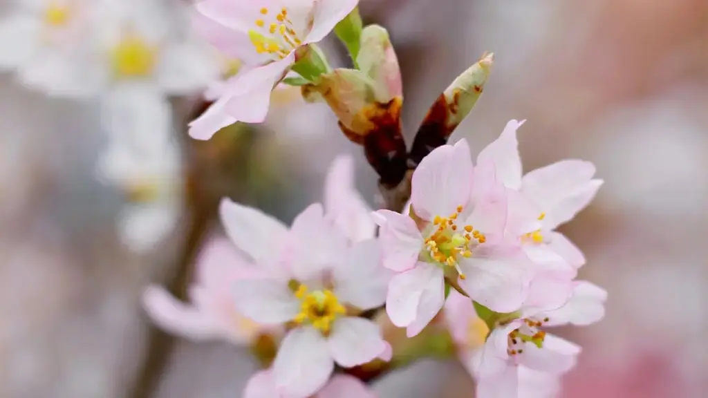 नेपालका क्रिएटर्सका लागि प्रायोगिक गाइड: Disney Plus मा Latvia ब्रान्डसँग कसरी जोड्ने, PR/marketing ट्रिक्स, कानूनी सीमाना र वास्तविक outreach टेम्पलेटहरू।