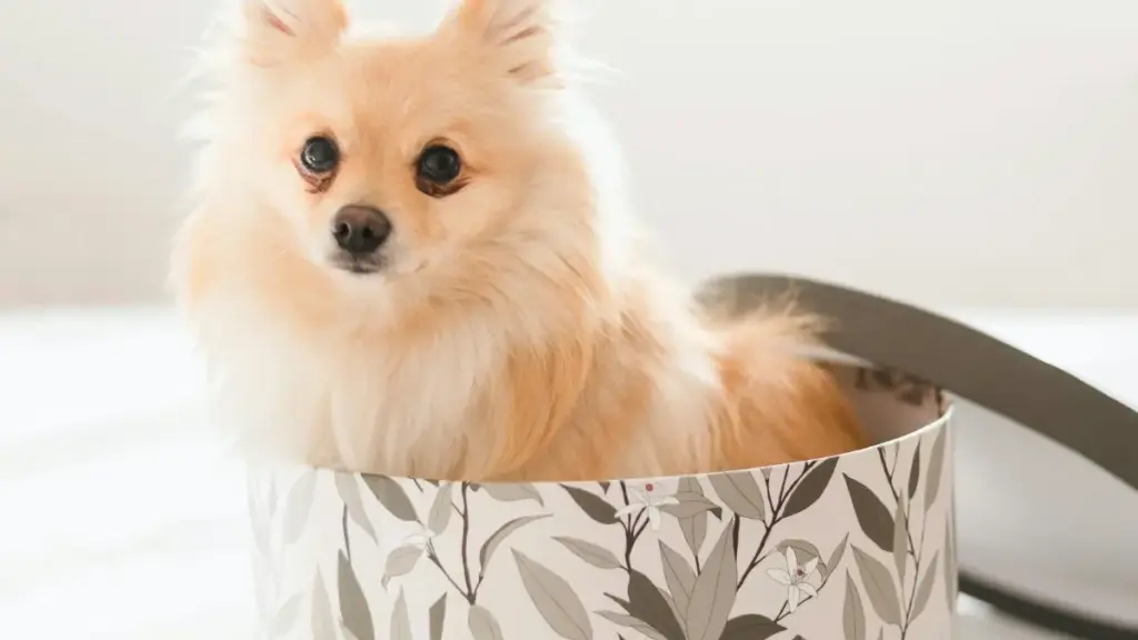 Zalo प्रयोग गरेर जापानी ब्रान्डहरूसँग पुग्ने रणनीति, स्थानीय मिसन-पिच, र कोर्स साइनअप बढाउने व्यावहारिक तरिका — नेपाली क्रिएटरहरूको लागि स्ट्रीट-स्मार्ट गाइड।