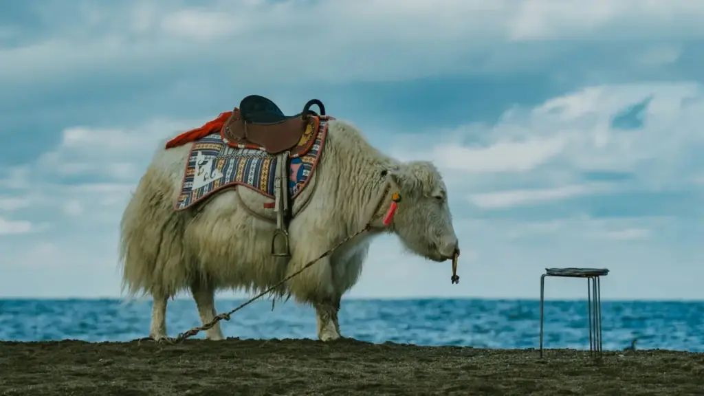 रोमानियाका Taobao क्रिएटर कसरी फेला पार्ने र healthy lifestyle ब्रान्डको reach बढाउने — प्रायोगिक टिप्स, प्लेटफर्म तुलना, र अभियान सेटअपको स्थानीय रणनीति।