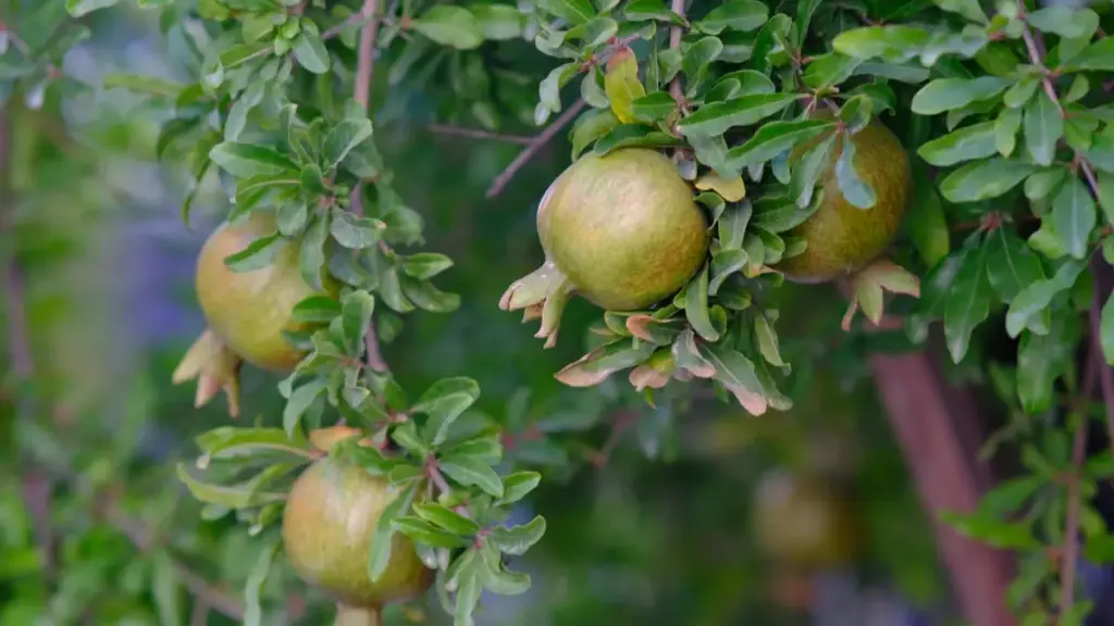 Nepal बाट Slovakia मा लक्षित Xiaohongshu क्रिएटर खोज्ने व्यावहारिक गाइड — कहाँ खोज्ने, कसरी भ्यालिडेट गर्ने र सीजनल सेलका लागि क्याम्पेन चलाउने सजिलो स्टेप्स।