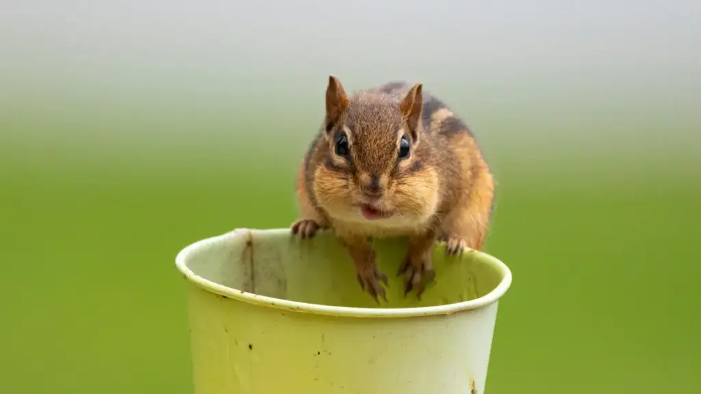 जापानी Bilibili क्रिएटरहरूसँग को-ब्रान्ड प्रडक्ट ड्रप कसरी गर्ने — प्रायोगिक टिप्स, च्यानल तुलना र स्थानीय रणनीति।