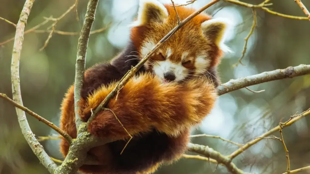 नेपालका क्रिएटरहरूका लागि रेडिटमा डेनमार्क ब्रान्ड(होटल)सँग स्पॉन्सर रिभ्यु डील कसरी बनाउने — प्रैक्टिकल स्ट्राटेजी, प्लेटफर्म टिप्स र कानुनी/एथिकल हेक्स।