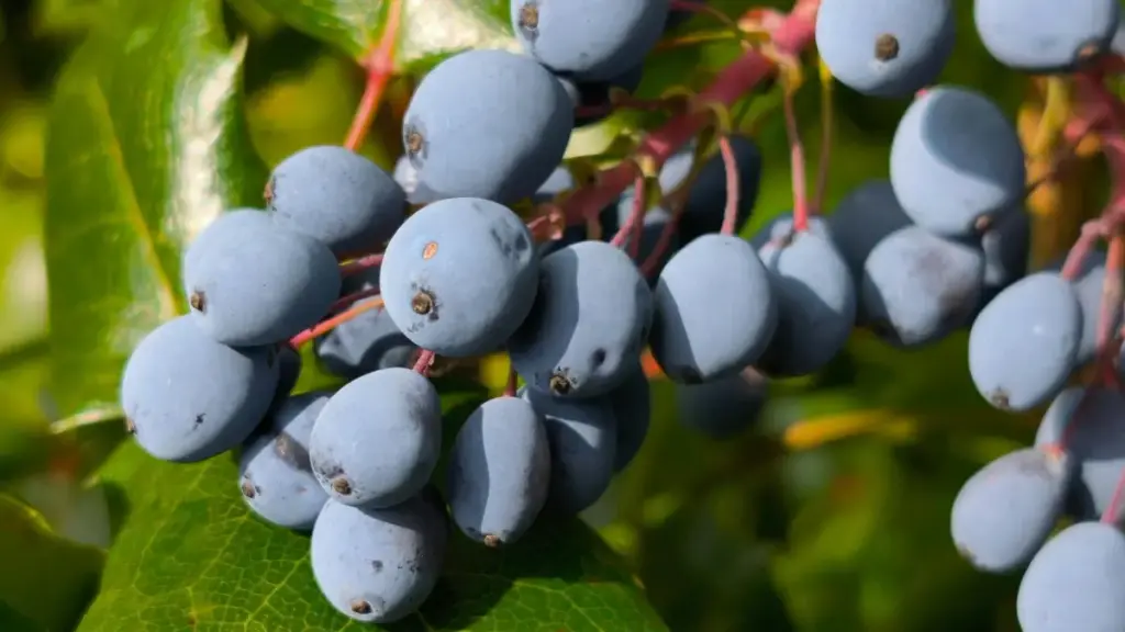 भियतनाम ब्रान्डहरुसँग Spotify मा माइक्रो-क्रिएटर सीडिंग प्रोग्राममा जोडिन घरेलु रणनीति, पहिचान र पहुँच टिप्सहरू — स्थानीय अनुभव र हालको ट्रेन्ड विश्लेषणसहित।
