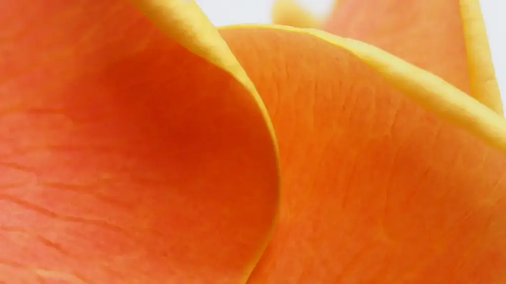 रूसको VKontakte मा सिजनल सेल चलाउन योग्य क्रिएटर कसरी फेला पार्ने, जोखिम र व्यवहारबारे नेपाली विज्ञापनदाताको लागि व्यवहारिक गाइड।