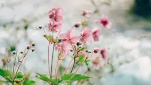 नेपालबाट Panamanian ब्रान्डहरूसँग TikTok मा giveaway कोलाबोरेट गर्न चाहनुहुन्छ? व्यवहारिक स्टेप्स, outreach टेम्पलेट, र प्लेटफर्म-लेभल सुझावहरू सहित सजिलो गाइड।